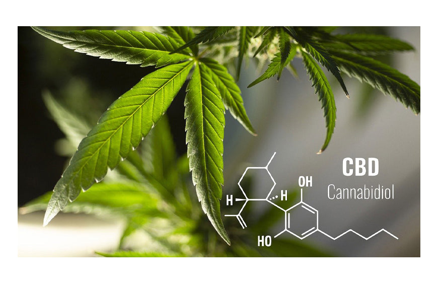 CBN versus CBD: Die Unterschiede, die Sie kennen sollten