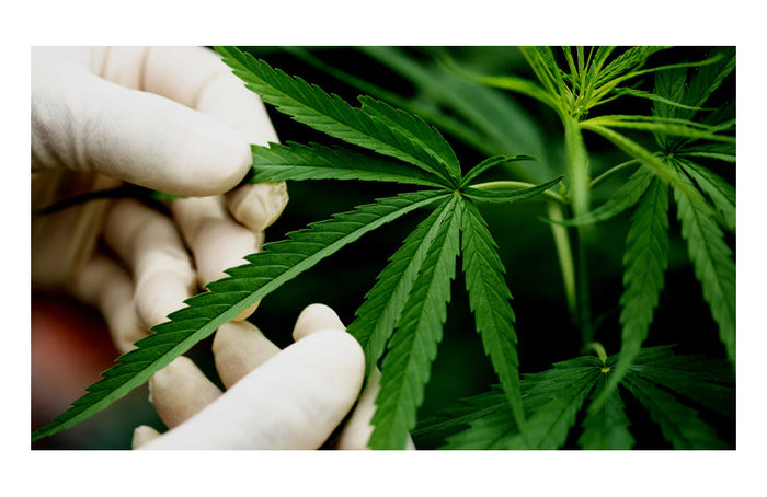 Alles über das CBN!