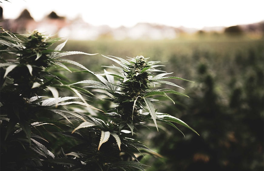 Wenn die französische Regierung gegen Bio-Hanf vorgeht