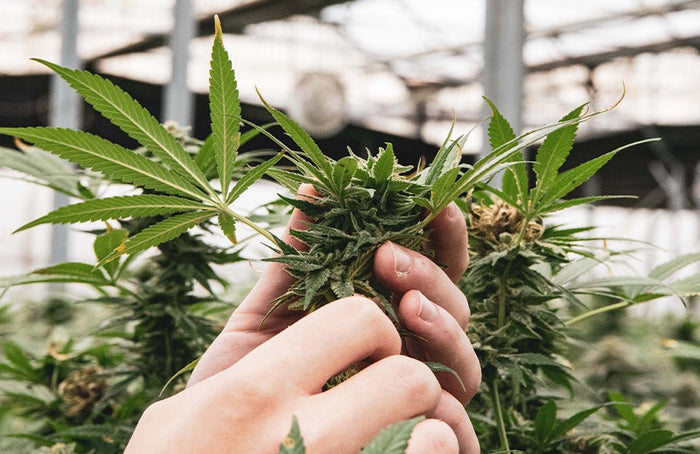 Der französische Staat überschreitet seine Rechte und verbietet die Vermarktung von CBD-Blüten