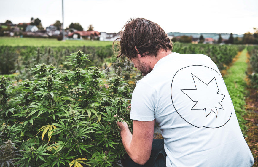 CBD: Eine boomende Branche ist bedroht