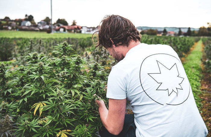 CBD: Eine boomende Branche ist bedroht