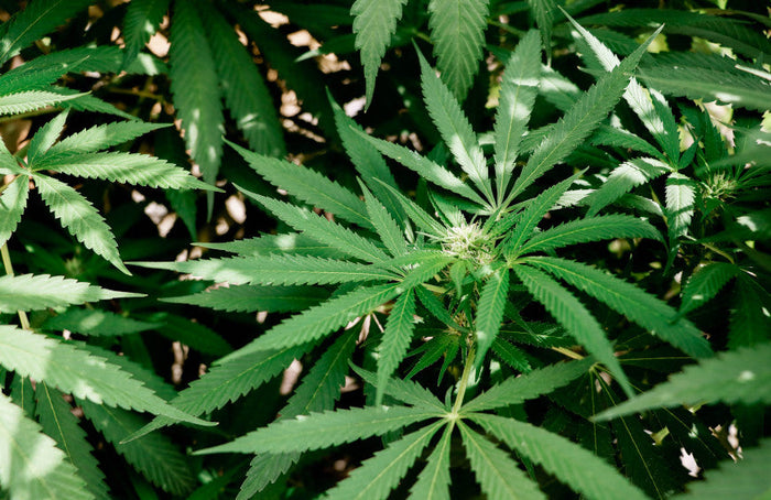 Warum CBD nicht den Erfolg hat, den es verdient in Österreich