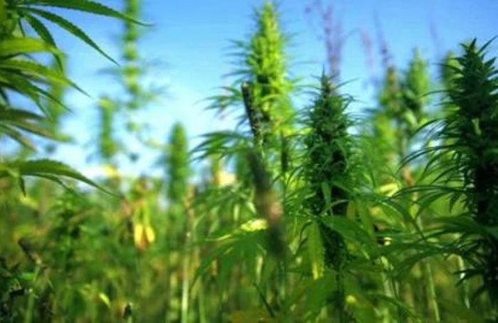 Globale Erwärmung und Cannabis: die Gewinner-Kombo