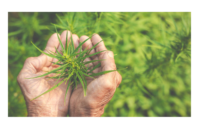 CBD zu Hause anbauen: Legal oder nicht?