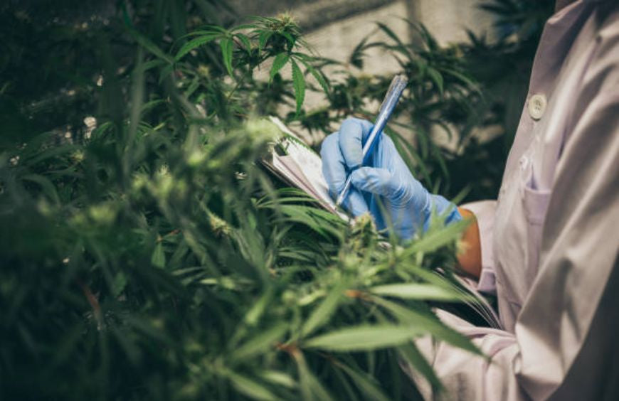 Wie kann man in der CBD Karriere machen?