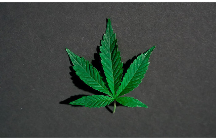 Abgeordnete und CBD-Fachleute mobilisieren in Marseille für die Legalisierung von Cannabis