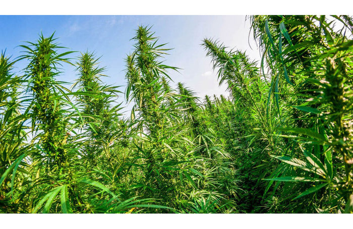 Wie werde ich Hanfproduzent?