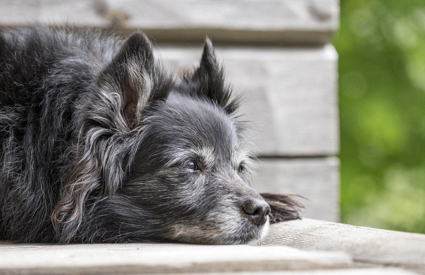 Arthrose bei Hunden mit CBD-Öl lindern