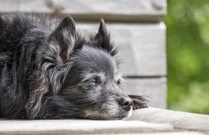 Arthrose bei Hunden mit CBD-Öl lindern