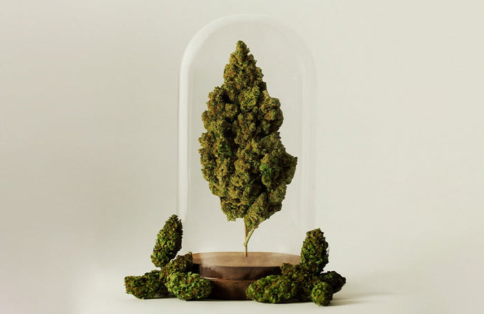 High Society hält den Weltrekord für den größten CBD-Kopf!