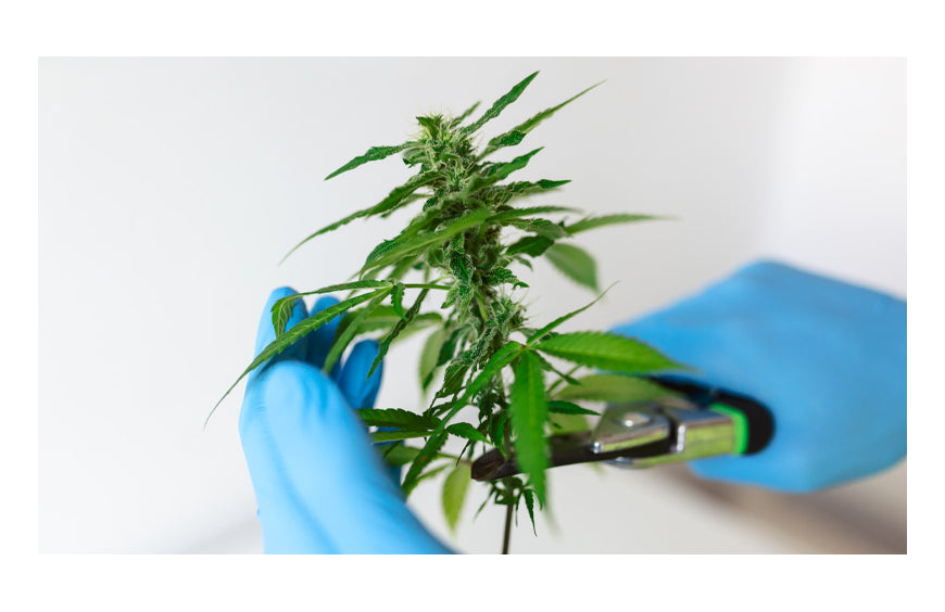 Indica vs. Sativa: Unterschiede, die Sie kennen sollten