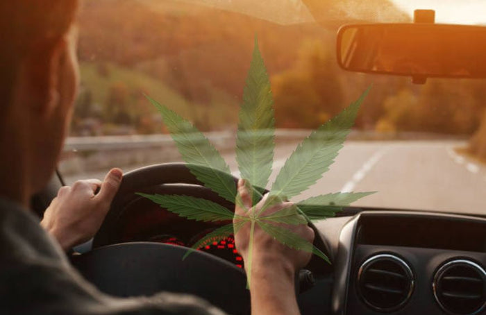 Kann man nach der Einnahme von CBD Auto fahren?