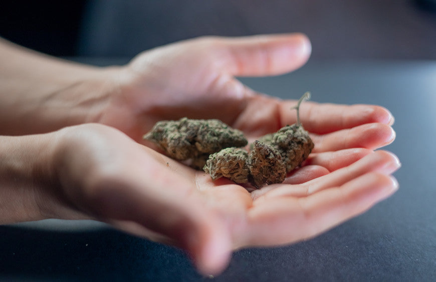 Die besten Kriterien für die Auswahl von CBD-Blüten