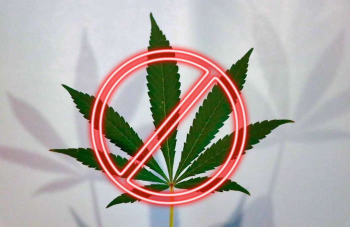 Welche Kontraindikationen gibt es für CBD?