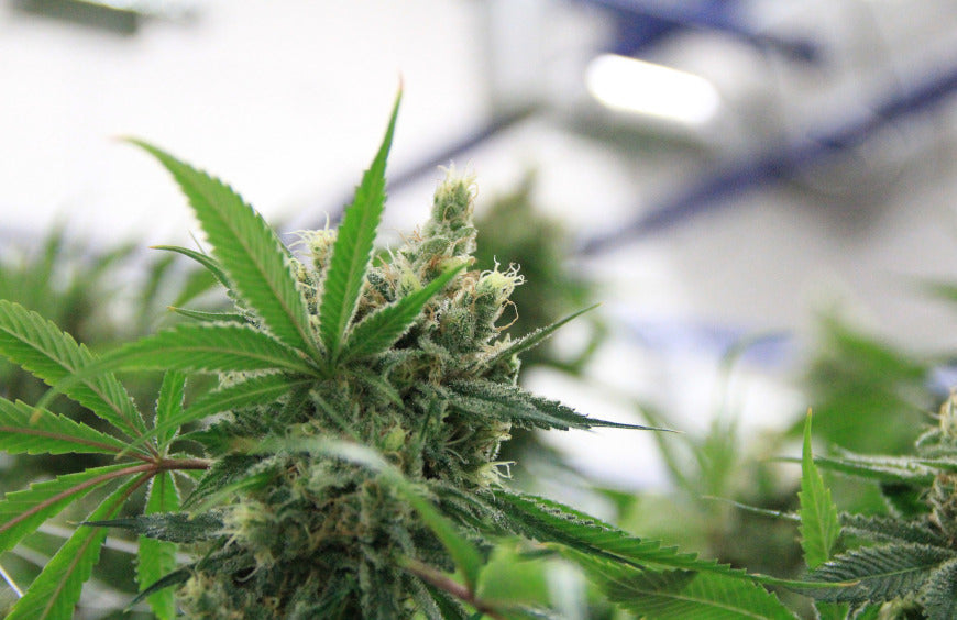 Staatsrat legalisiert CBD-Blüten!