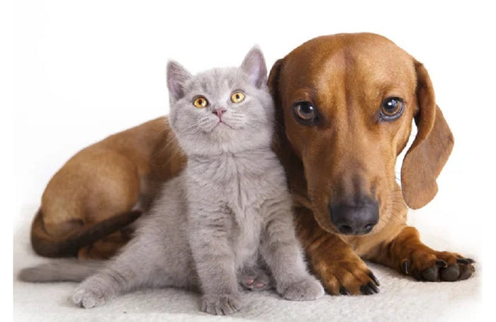 Kann ich meinem Haustier CBD geben?