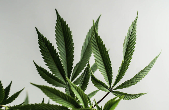 Das Schicksal von CBD-Blüten in den Händen des Staatsrats