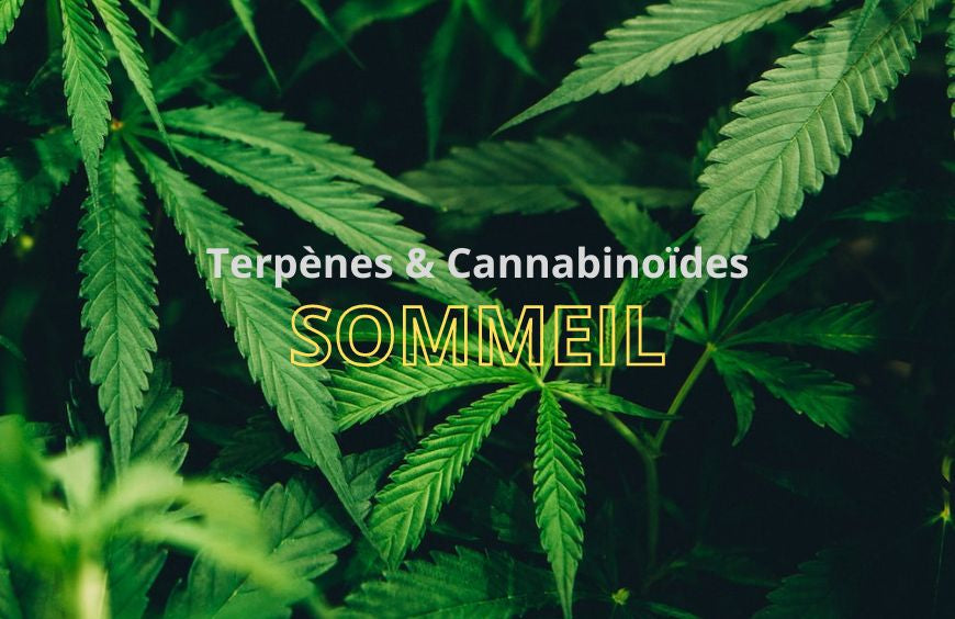 Cannabinoide und Terpene sollen zu einem erholsameren Schlaf verhelfen