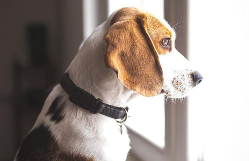 Trennungsstress bei Hunden: Welche Lösungen gibt es?