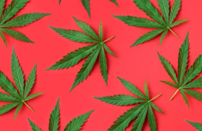 Hanfblätter sollen antioxidative Eigenschaften haben!