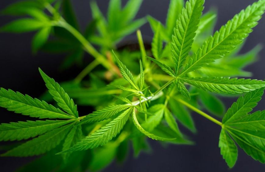 Cannabis, was ist das?