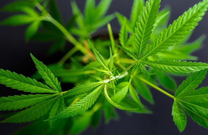 Cannabis, was ist das?