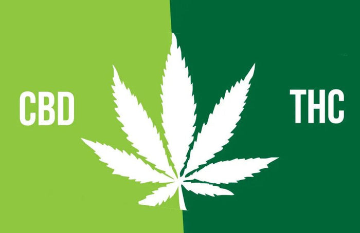 CBD vs. THC: Alles, was Sie wissen müssen