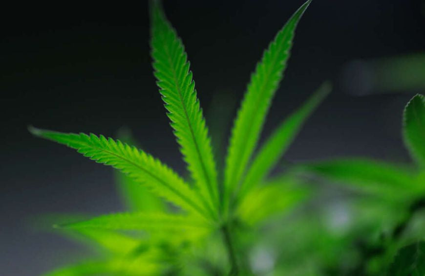 Cannabis in Europa: Die neuesten Nachrichten im Herbst