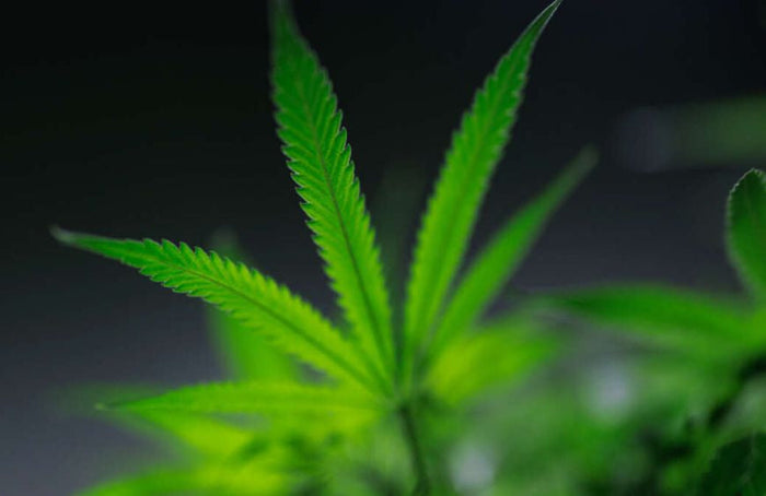 Cannabis in Europa: Die neuesten Nachrichten im Herbst