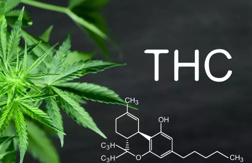 Das THC-Molekül als Ursache der Cannabisabhängigkeit?