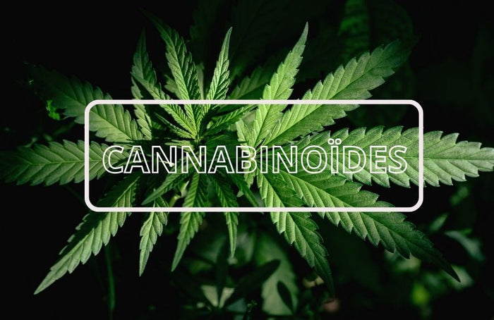 CBN, CBG, CBDA, CBGA - alles, was Sie über diese Cannabinoide wissen müssen