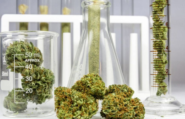 Was ist der Unterschied zwischen CBDV und CBD?