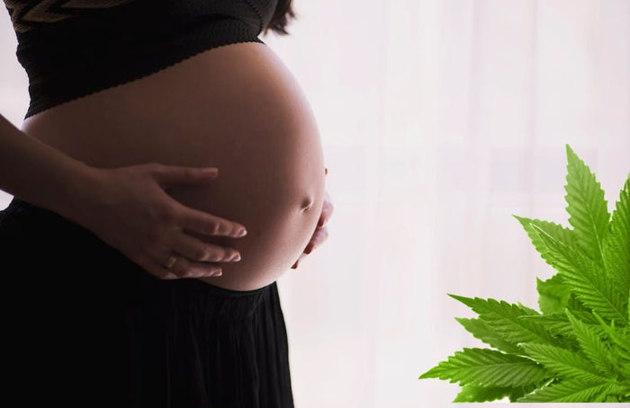 Welchen Einfluss hat Cannabis auf eine Schwangerschaft?