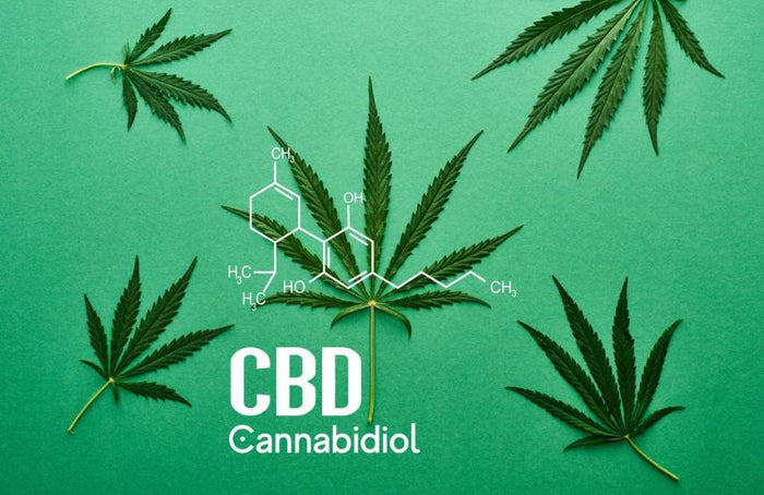 CBD im Rampenlicht: Verständnis für seine wachsende Attraktivität