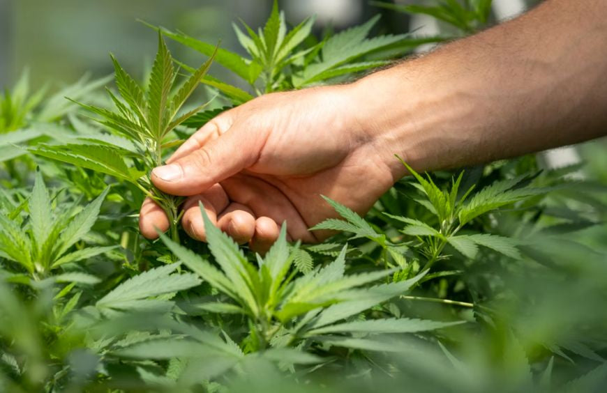 Wie können CBD und CBG die Entscheidungsfindung und Problemlösung verbessern?