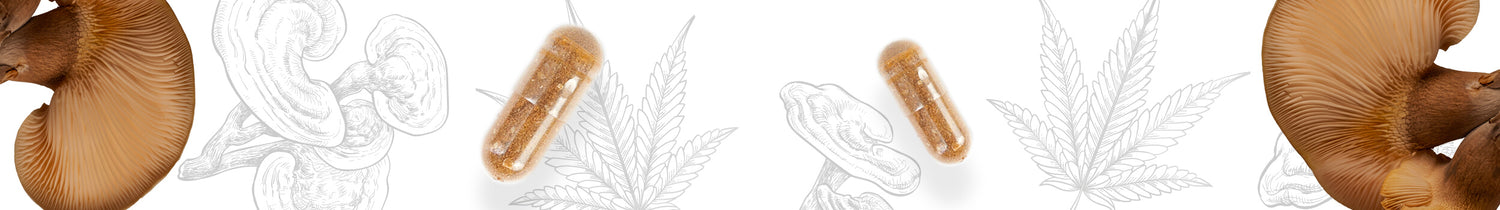 Nahrungsergänzungsmittel