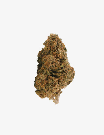 🎁 Jack Herer CBD (100 % Rabatt)