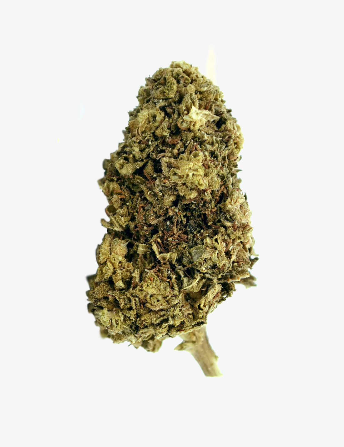 🎁 Northern Lights CBD (100% off)