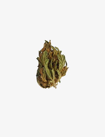 🎁 Banana CBG Small Buds (100% off)
