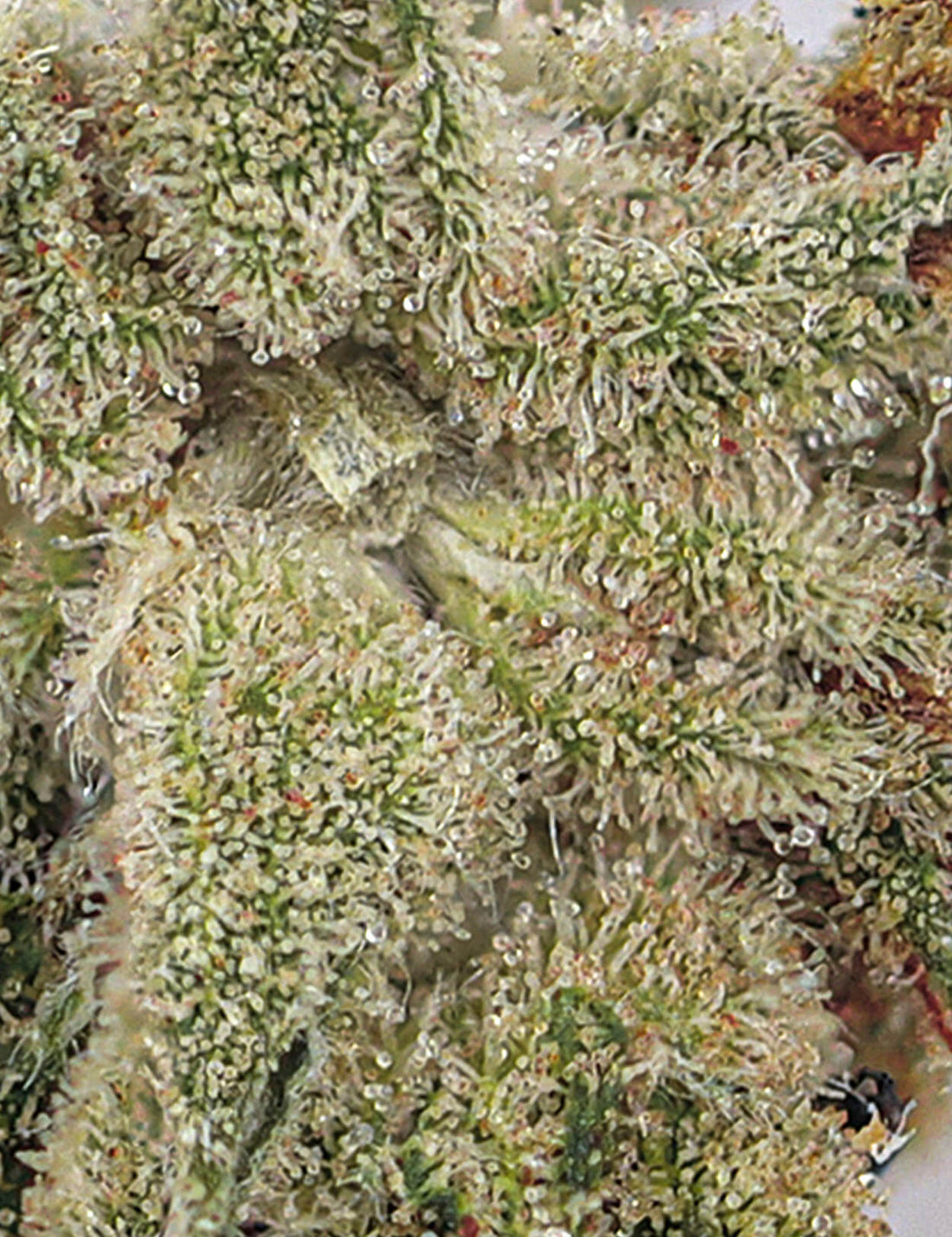 Amnesia Haze CBD