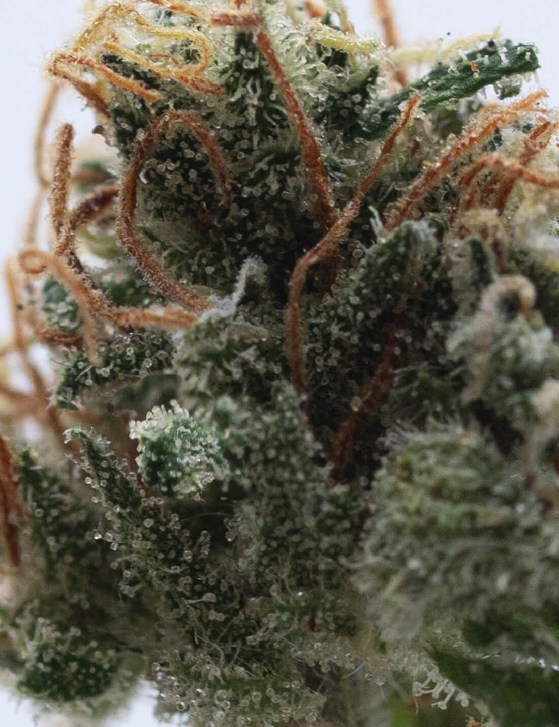 Jamaikanische Haze CBD