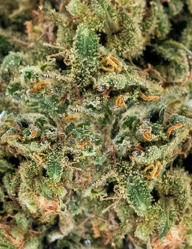 CBD-Biscotti